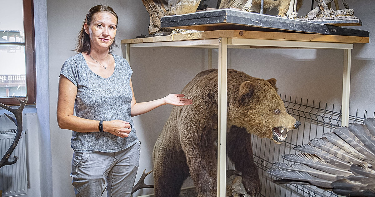 A városközponti medve, amire nem adnak ki riasztást